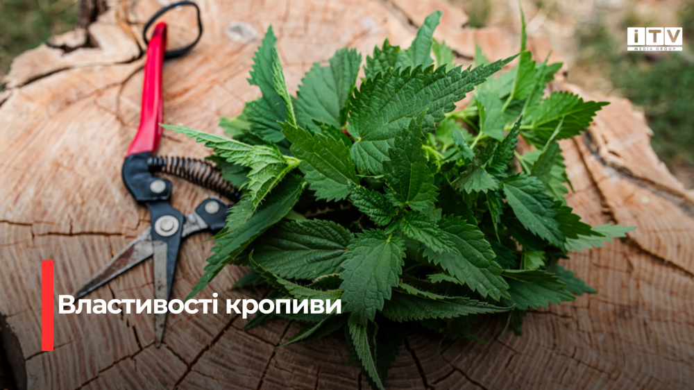 Фото до матеріалу: Скарб під ногами: як кропива допомагає лікувати організм і чим вона може зашкодити
