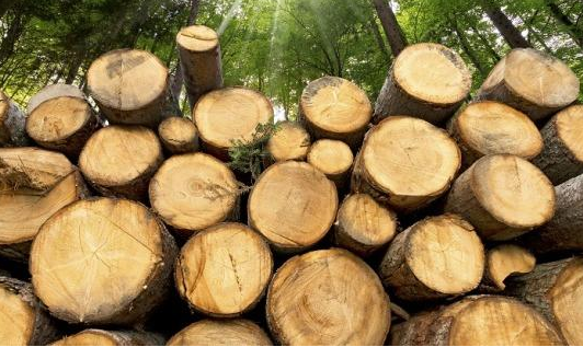 Фото до матеріалу: На Львівщині завершуються роботи з відведення лісосік рубок головного користування