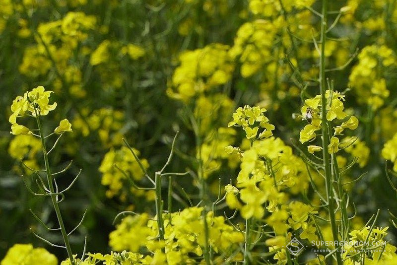 Фото до матеріалу: Активна вегетація сільгоспкультур почалася в Україні на тлі заморозків та аномальної спеки