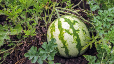 Фото до матеріалу: Коли садити кукурудзу у відкритий ґрунт 2026: поради за місячним календарем