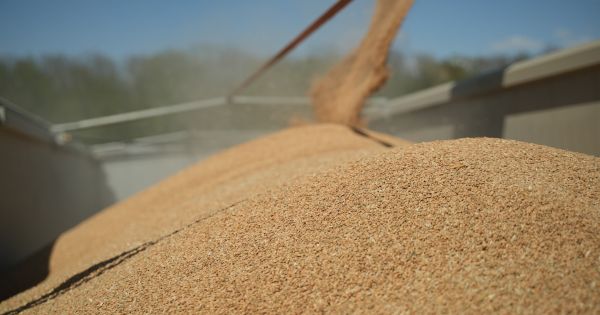 Фото до матеріалу: Мінекономіки назвало прогноз врожаю основних зернових в Україні. В USDA очікування по пшениці вищі