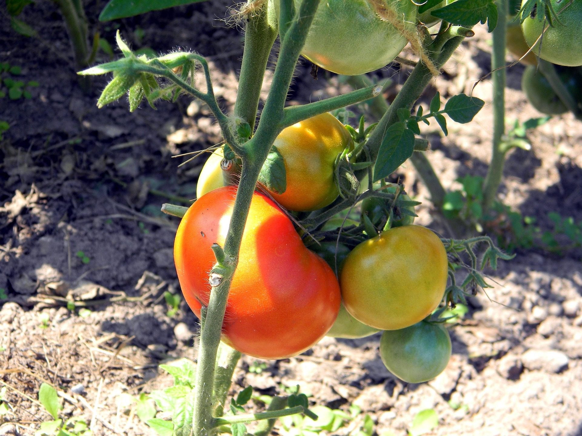Фото до матеріалу: Коли садити помідори в ґрунт: народні прикмети замість календаря