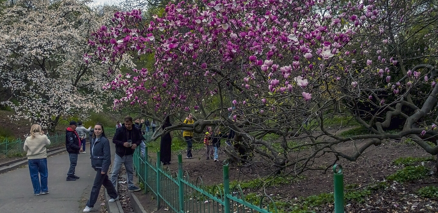 Фото до матеріалу: Пік цвітіння в Україні 2026: де зараз квітнуть сакури, магнолії та тюльпанові поля