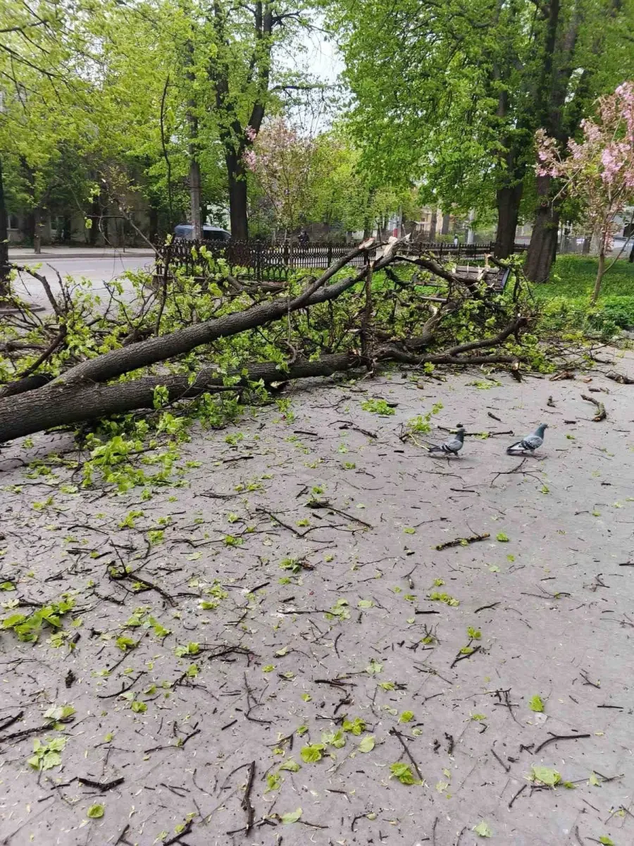 Фото до матеріалу: Сильний вітер у Івано-Франківську повалив 34 дерева та пошкодив дахи: що роблять рятувальники