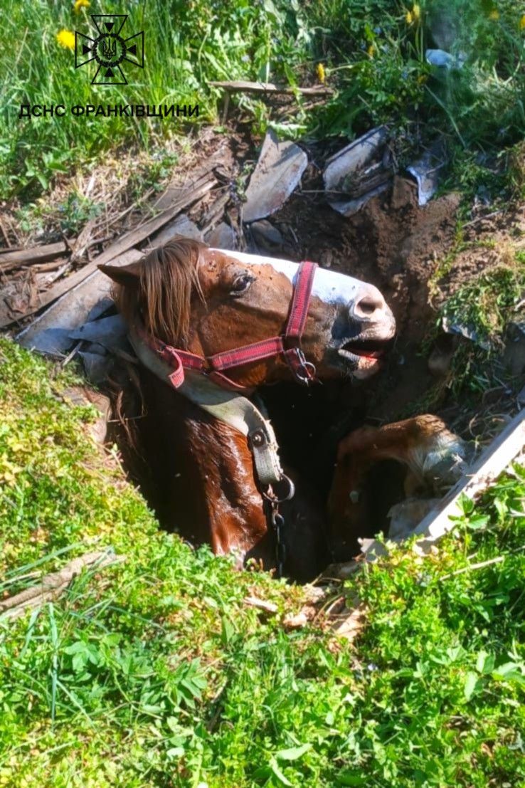 Фото до матеріалу: Рятувальники витягли коня з глибокого колодязя у Делятині