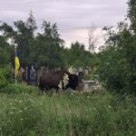 Фото до матеріалу: 40 дітей з автобуса, атакованого росіянами, прибули на відпочинок до Івано-Франківщини