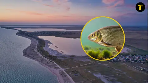 Фото до матеріалу: В Азовському морі зникає лящ: окупація призвела до екологічної катастрофи