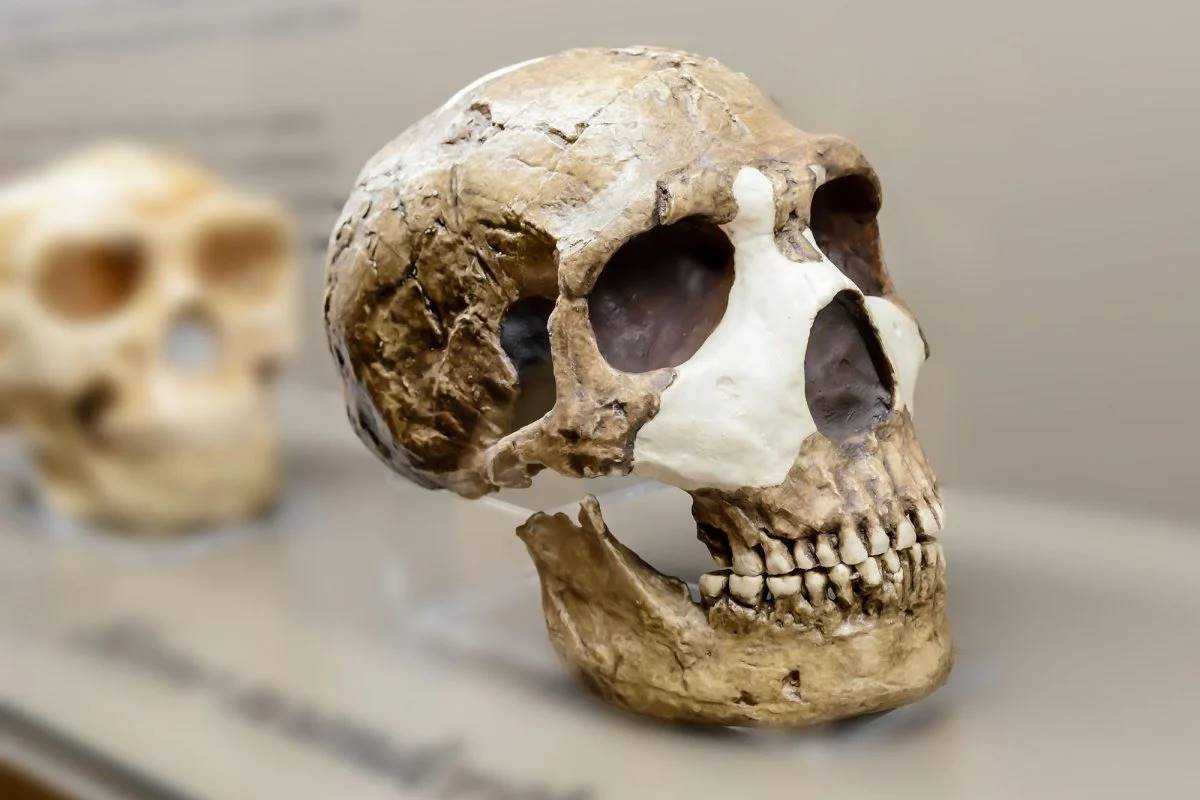 Фото до матеріалу: Прихована перевага Homo sapiens: не зброя, а соціальна зв'язність