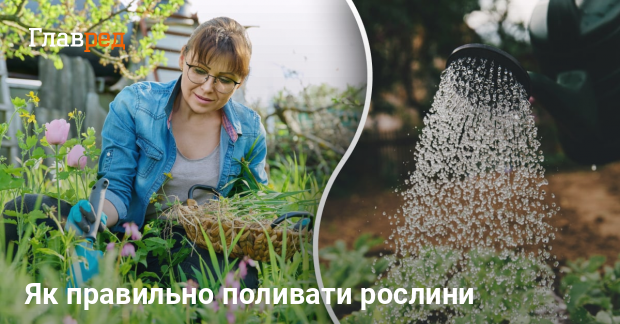 Фото до матеріалу: Яка помилка при поливі рослин може їх вбити: експерт розкрив таємниці
