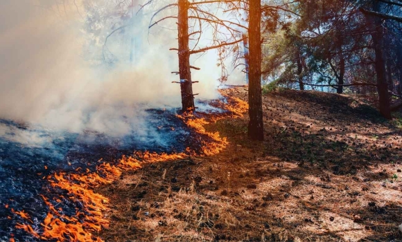 Фото до матеріалу: Вінниця — Київ: поліція забезпечила «зелений коридор» для донорського серця