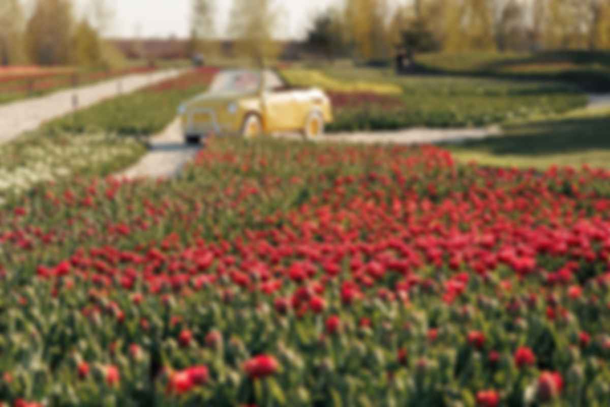 Фото до матеріалу: Пік цвітіння в Україні 2026: де зараз квітнуть сакури, магнолії та тюльпанові поля