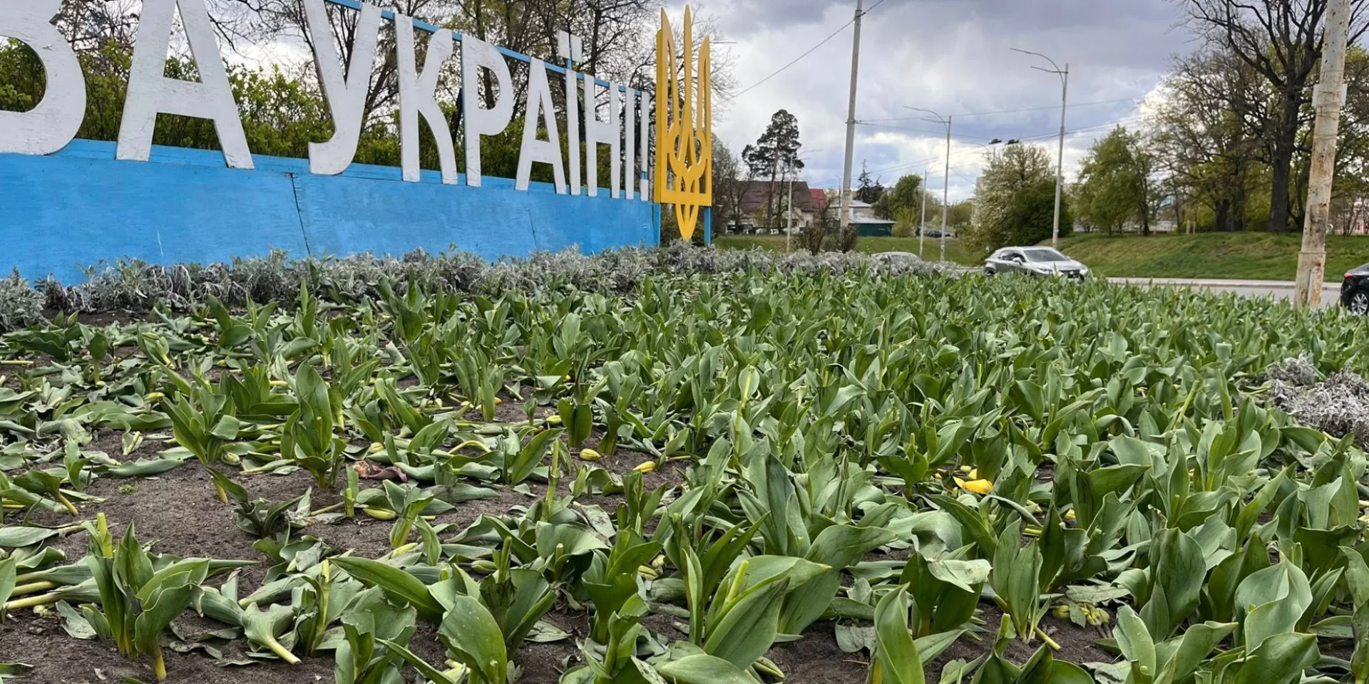 Фото до матеріалу: У Києві невідомі знищили тюльпанові клумби, подаровані Нідерландами