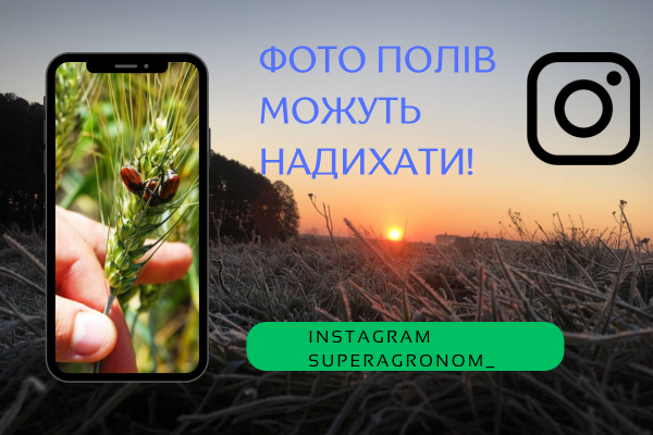Фото до матеріалу: Німецькі фермери через посуху повертаються до коткування посівів кукурудзи