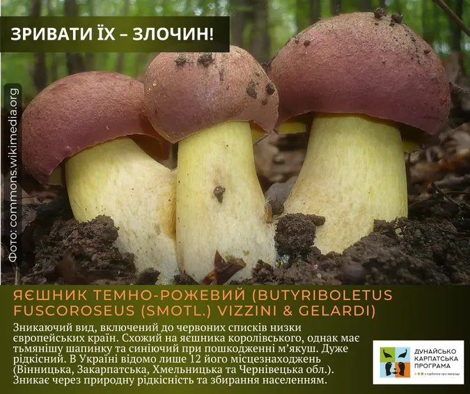Фото до матеріалу: Які гриби заборонено збирати в Україні: перелік рідкісних видів та правила безпеки