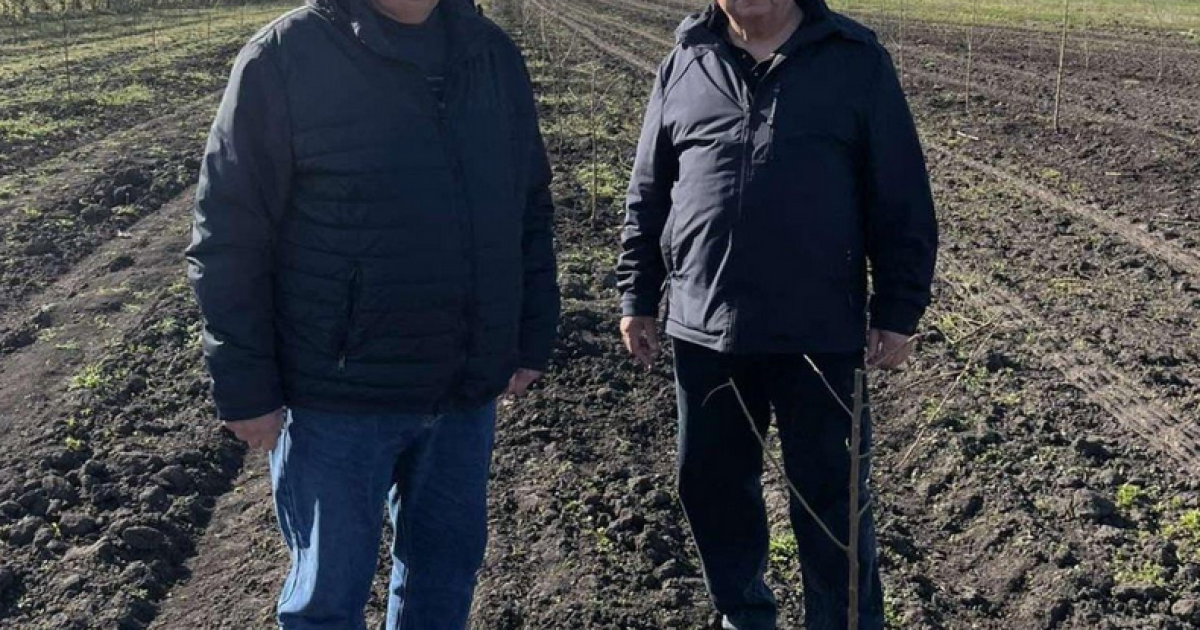 Фото до матеріалу: На Київщині заклали найпівнічніший в Україні мигдалевий сад