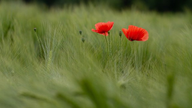 Фото до матеріалу: 8 травня: День пам'яті, примирення та важливі події в Україні