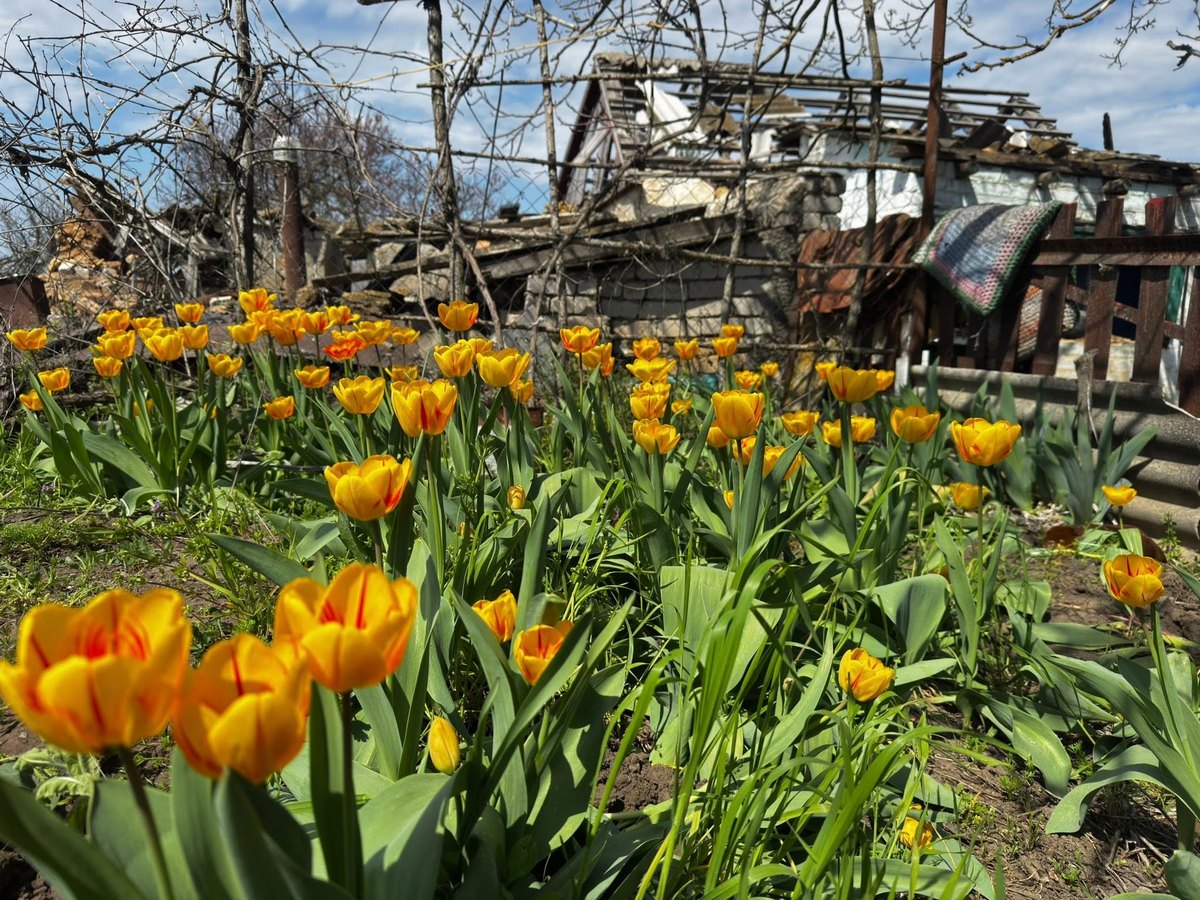 Фото до матеріалу: Весна в руїнах: квіти в селі Білогірка дають надію на відновлення Херсонщини