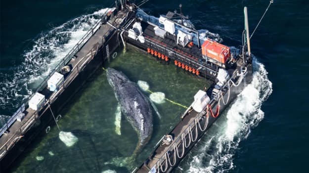 Фото до матеріалу: Горбатий кит повернувся у Північне море після порятунку в Німеччині