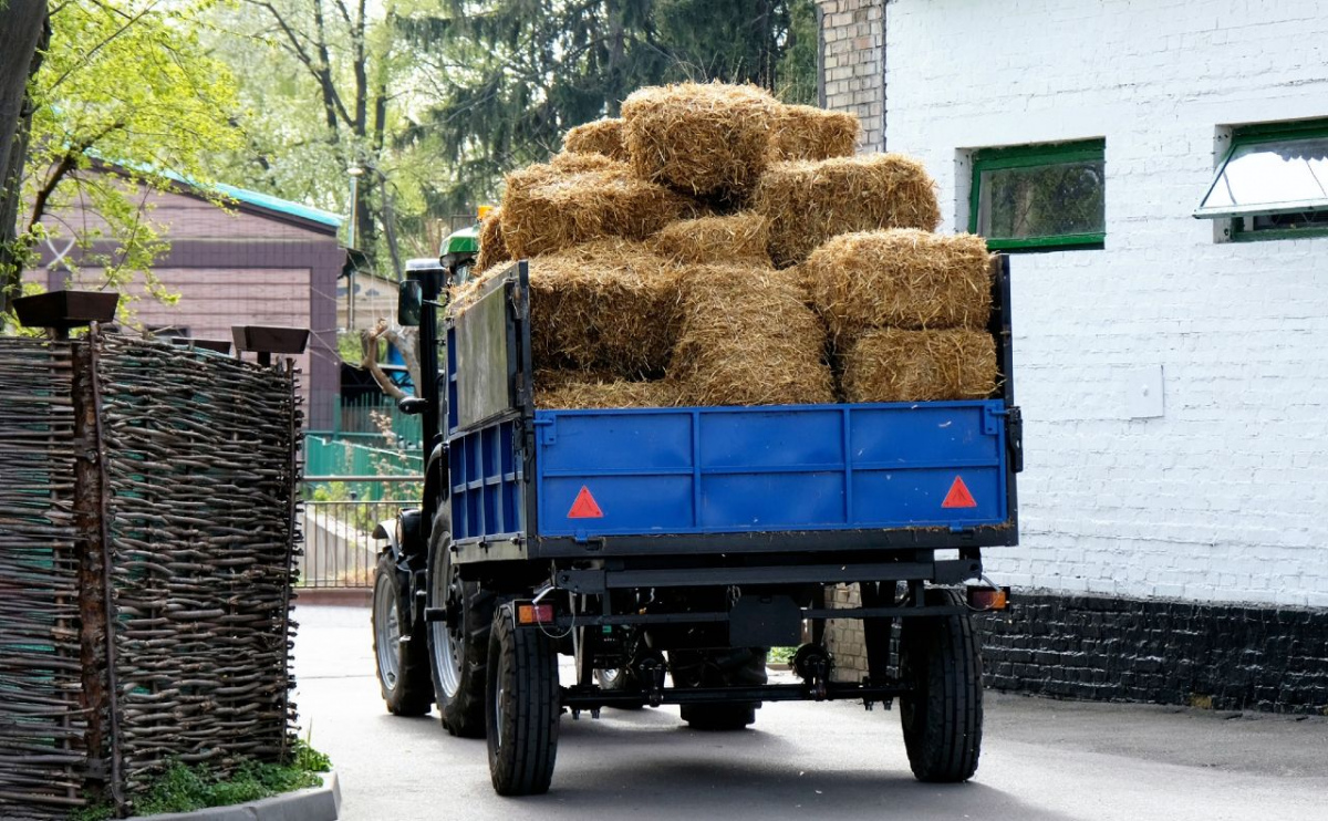Фото до матеріалу: Слон Хорас та інші мешканці: Київський зоопарк отримав 15 тонн кормів із Чехії