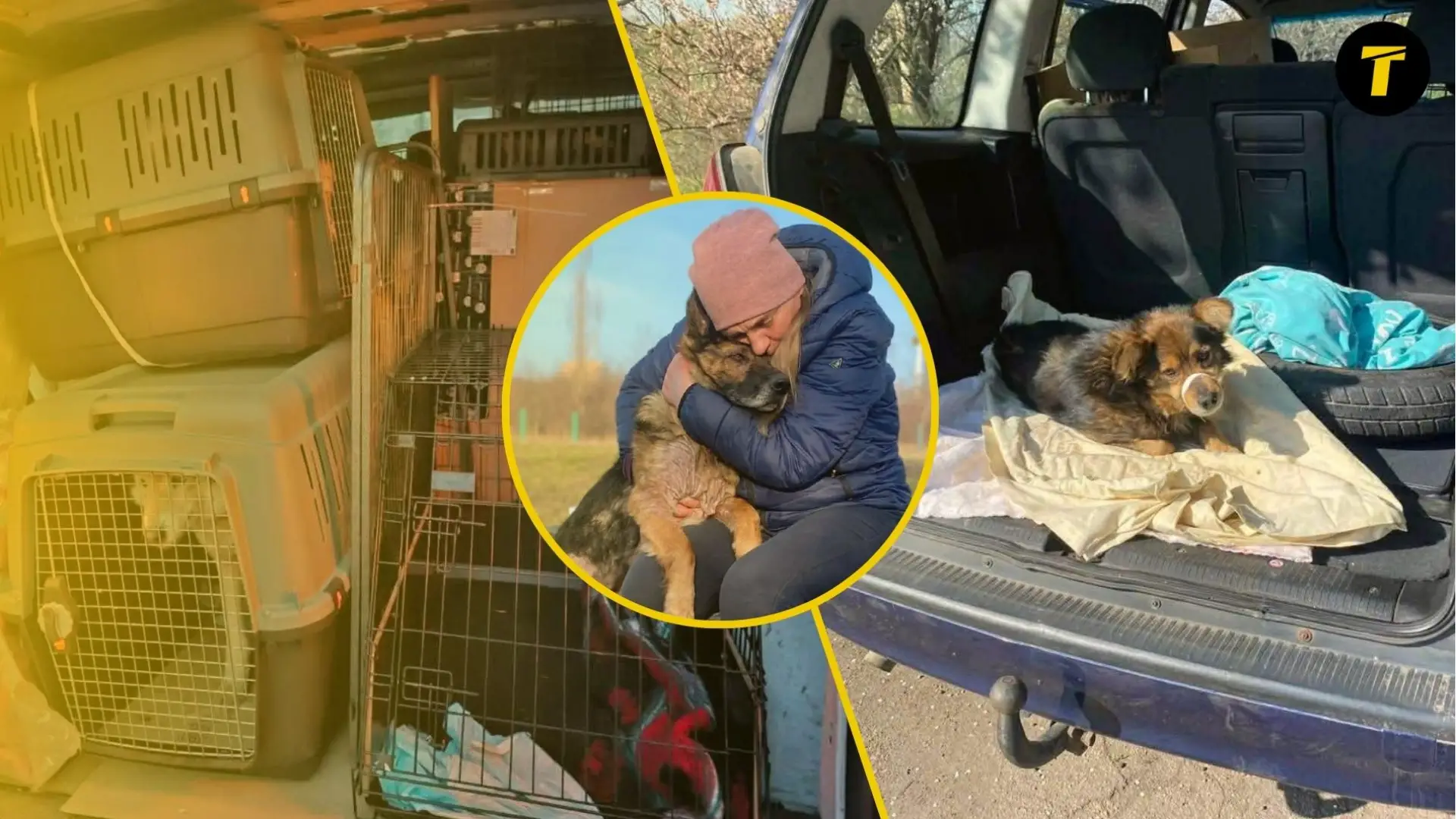 Фото до матеріалу: 20 років порятунку тварин під обстрілами: скільки коштує врятувати собаку в Краматорську