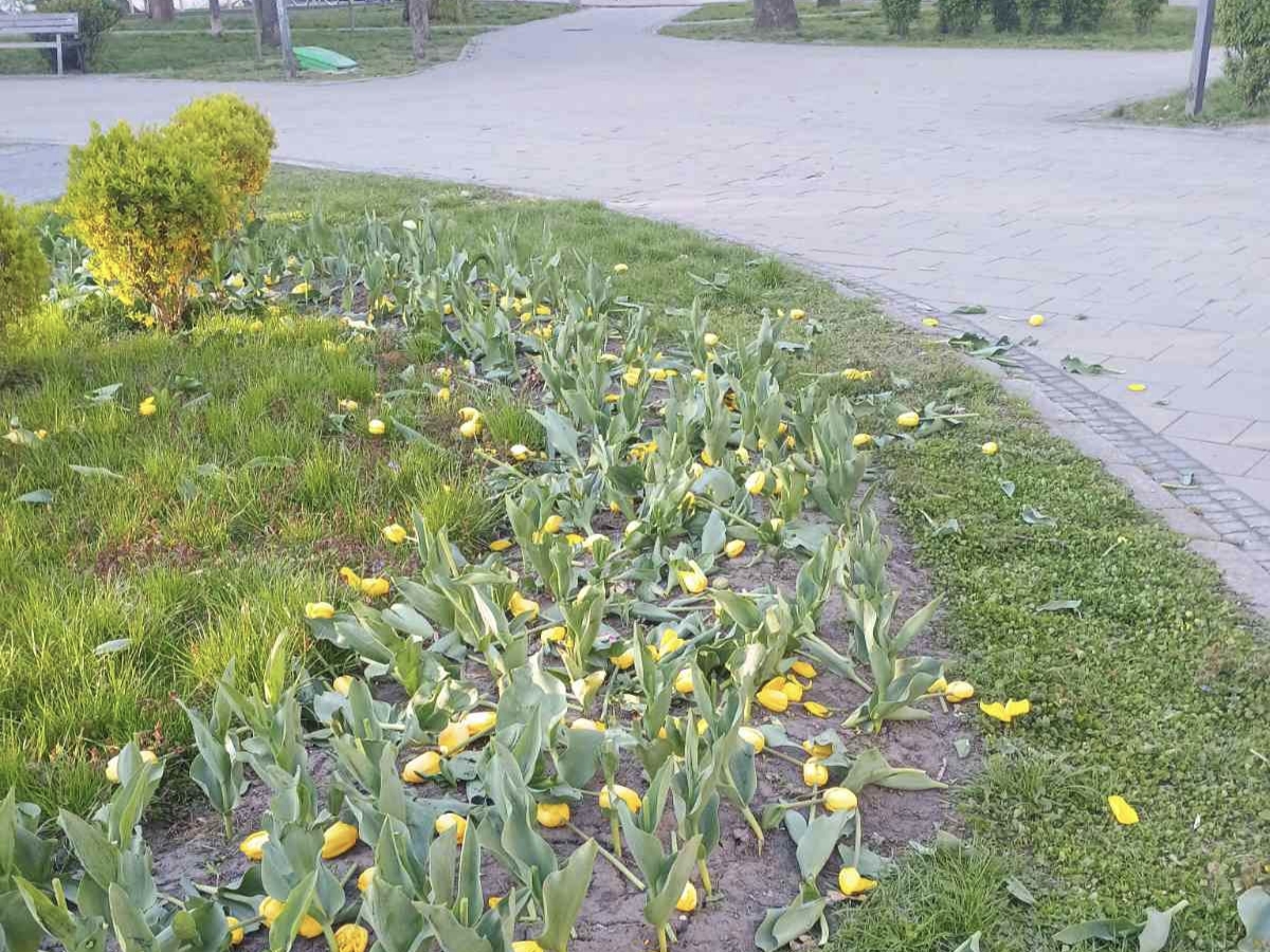 Фото до матеріалу: У Києві невідомі знищили тюльпани: постраждали клумби у Шевченківському та Святошинському районах