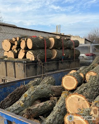 Фото до матеріалу: Двоє чоловіків на Баштанщині отримали підозру за незаконну вирубку дубів