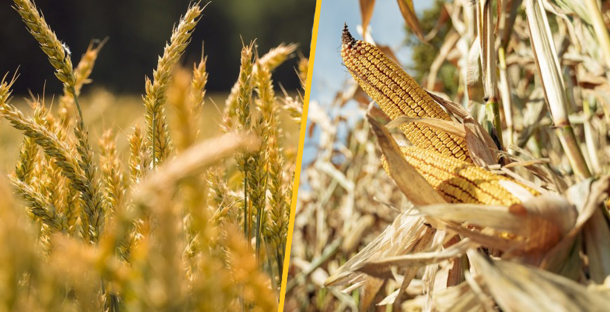 Фото до матеріалу: USDA оприлюднило перші прогнози щодо пшениці й кукурудзи на новий сезон