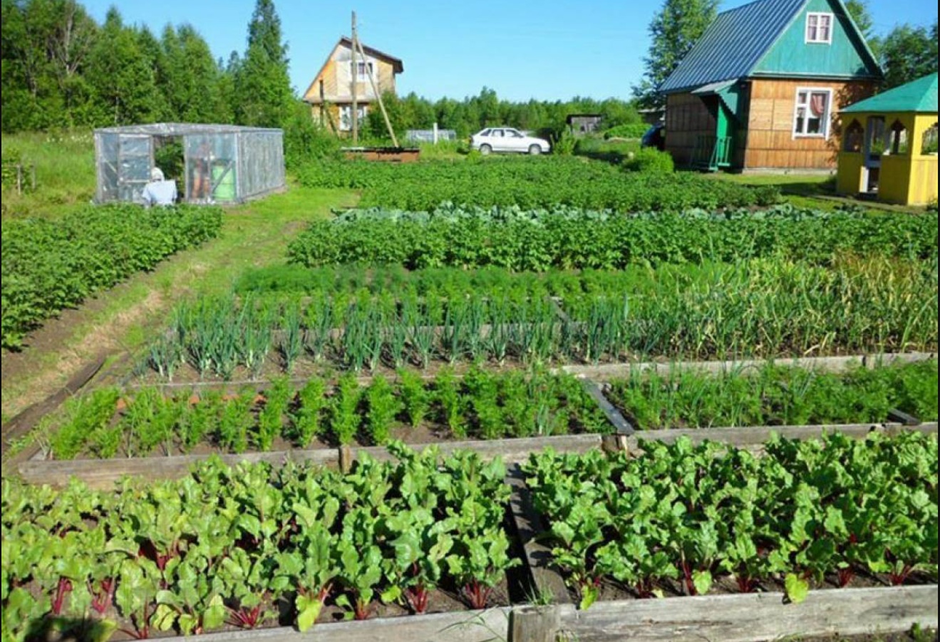 Фото до матеріалу: У 2026 році почнуть забирати городи: чому власники землі ризикують втратити ділянки