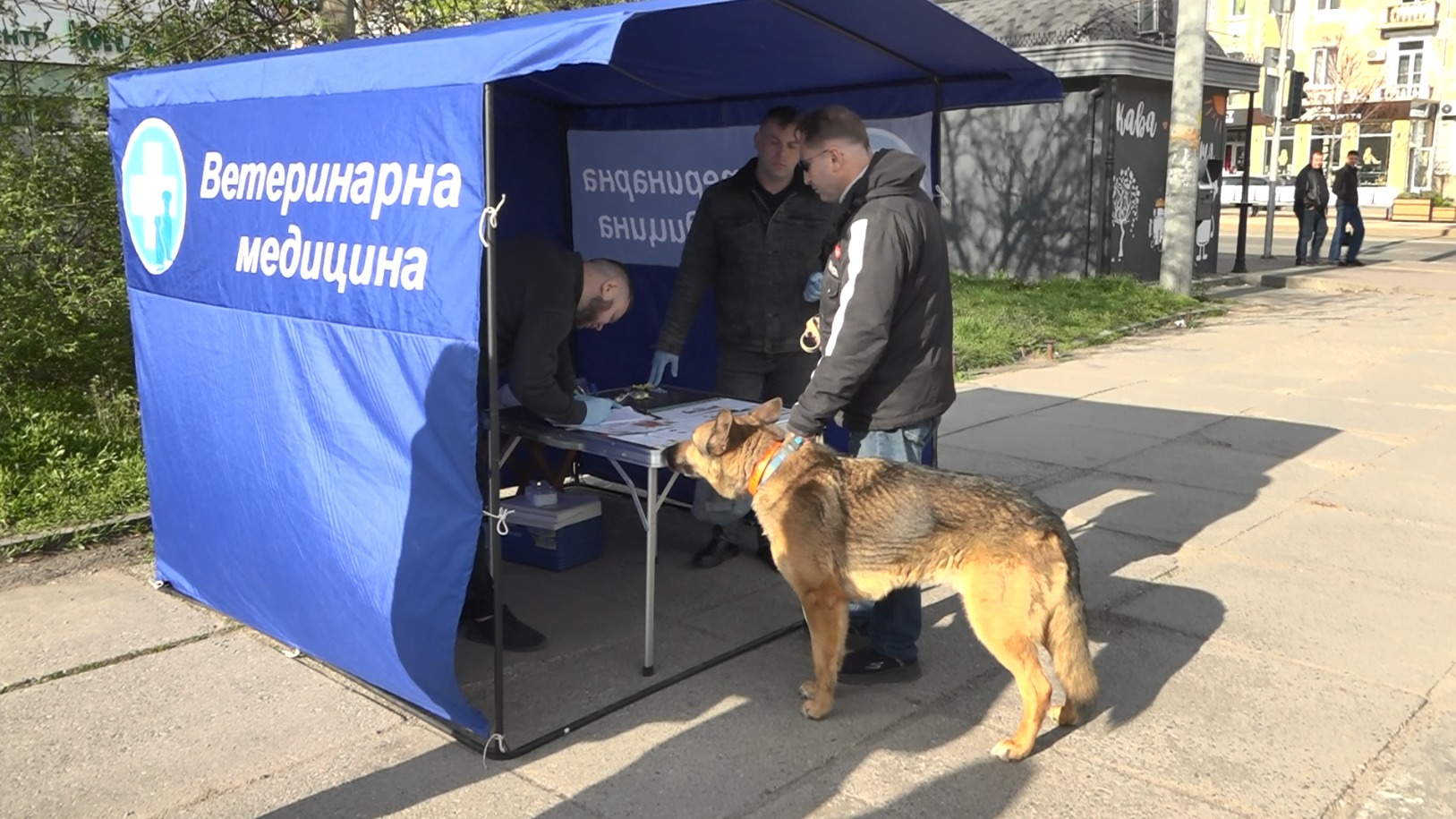 Фото до матеріалу: У Вінниці стартувала кампанія з вакцинації від сказу: перший день щепили майже 200 тварин