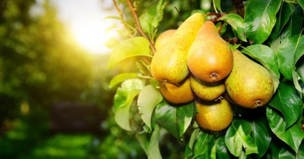 Фото до матеріалу: Дієтологи назвали 9 продуктів з більшим вмістом клітковини, ніж у груші