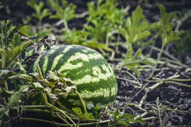 Фото до матеріалу: Коли сіяти кавуни та як виростити солодкий урожай: поради агрономів