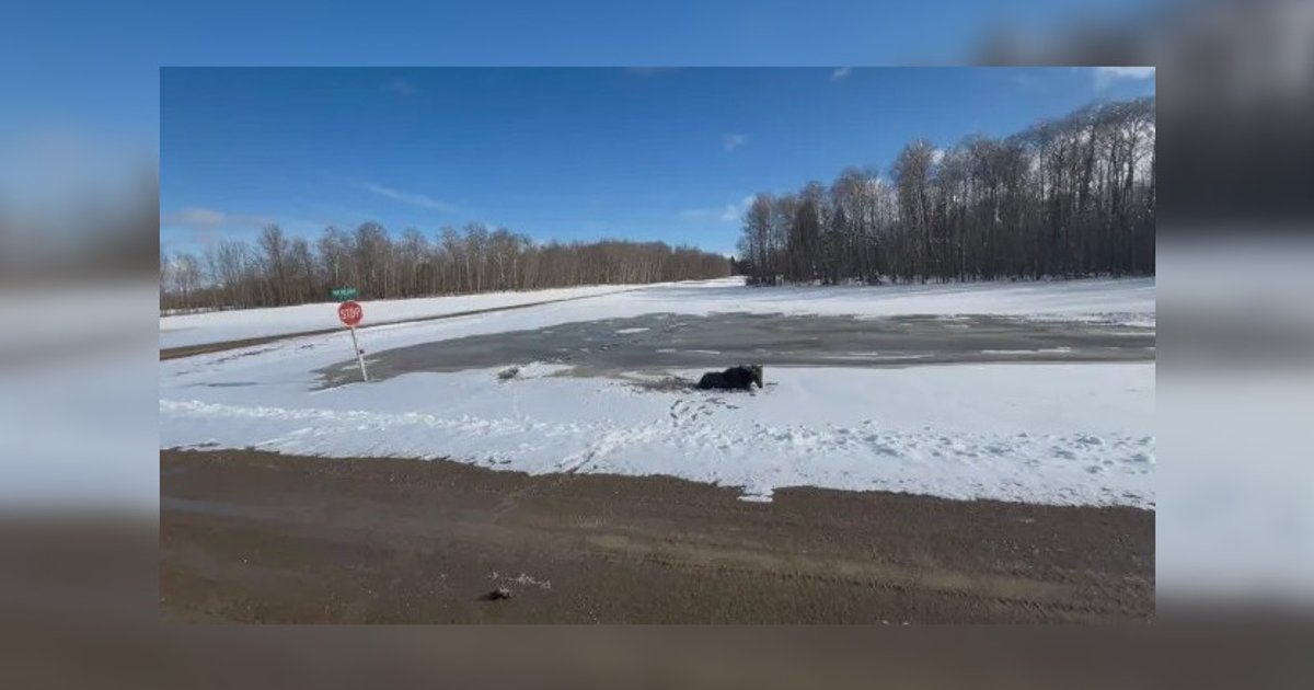 Фото до матеріалу: Водій евакуатора врятував застряглого лося в Канаді: історія про справжнього героя