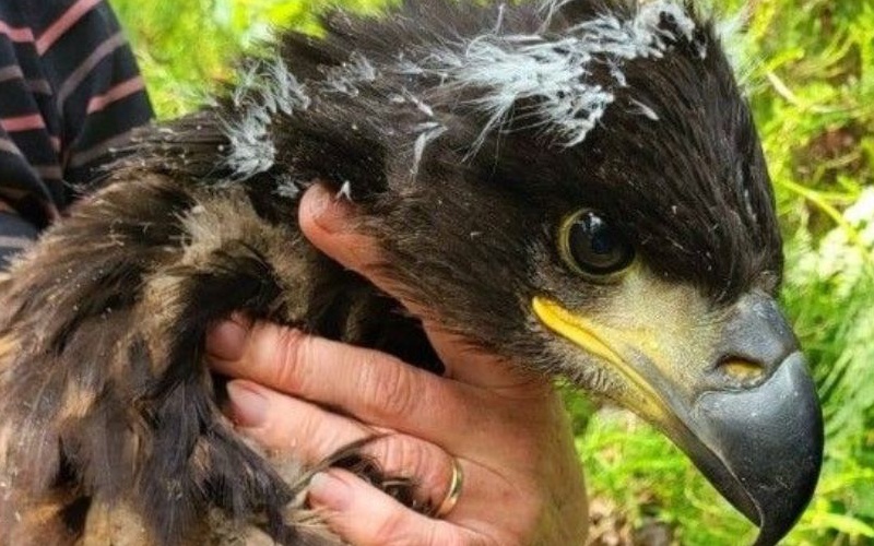 Фото до матеріалу: Орлан-білохвіст завершив подорож навколо Ірландії за 48 днів