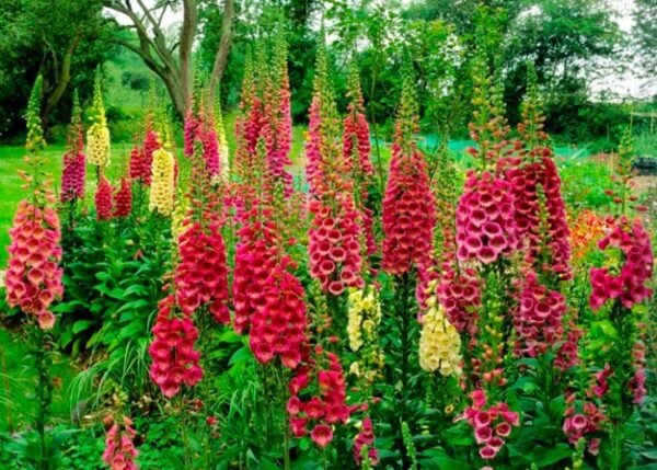 Фото до матеріалу: Квіти, які руйнують сад і шкодять здоров'ю: що не садити біля дому