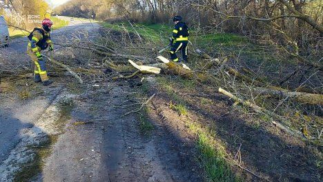 Фото до матеріалу: Вітер впустив дерево на трасу: рятувальники розблокували дорогу «Суми – Київ»
