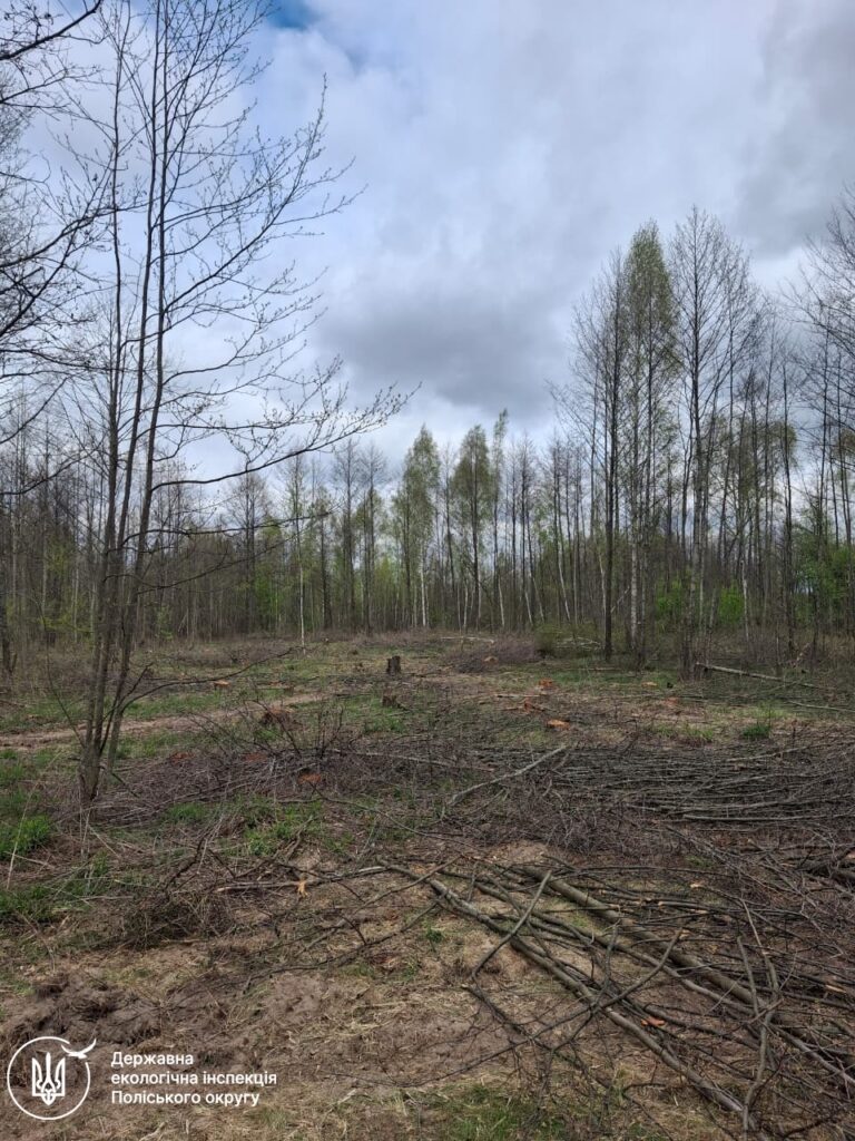 Фото до матеріалу: Сотні дерев зрубано біля Теренців: Хорошівська громада знову ризикує мільйонними збитками