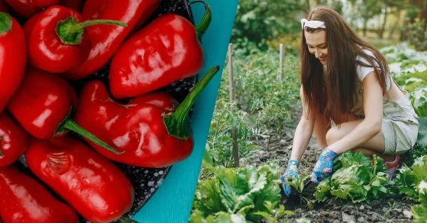 Фото до матеріалу: Що садити поруч із перцем у Києві: поради для рясного врожаю