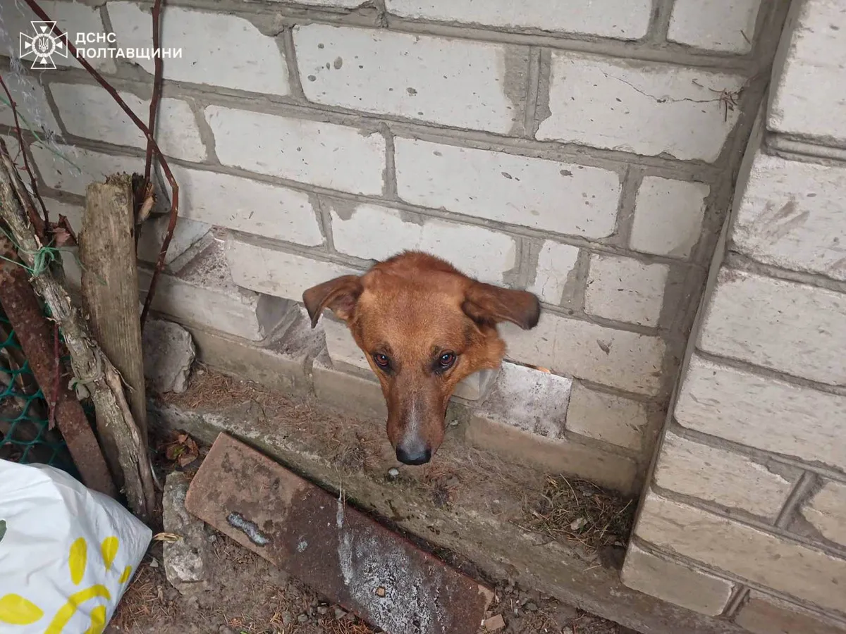 Фото до матеріалу: Рятувальники Кременчука визволили собаку, яка застрягла у паркані