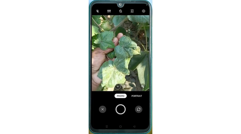 Фото до матеріалу: ITC повідомила про роботу AI-сервісу Crop Doctor у платформі ITCMAARS для виявлення хвороб і шкідників