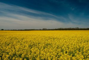 Фото до матеріалу: Україна планує експорт кукурудзи до 26 млн тонн попри дефіцит добрив