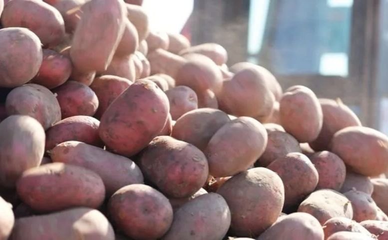 Фото до матеріалу: Ціни на картоплю різко впали, але дефіцит може змінити ситуацію