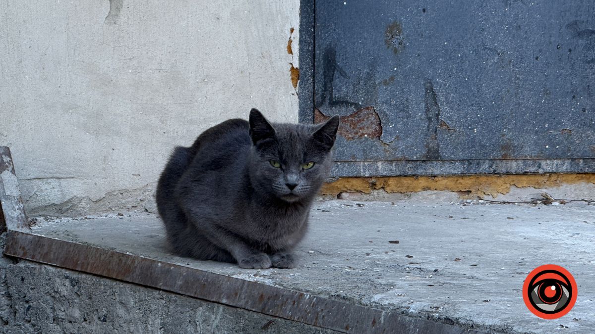 Фото до матеріалу: Вуличні коти Калуша: від рудих до чорних — фотозйомка міських мешканців