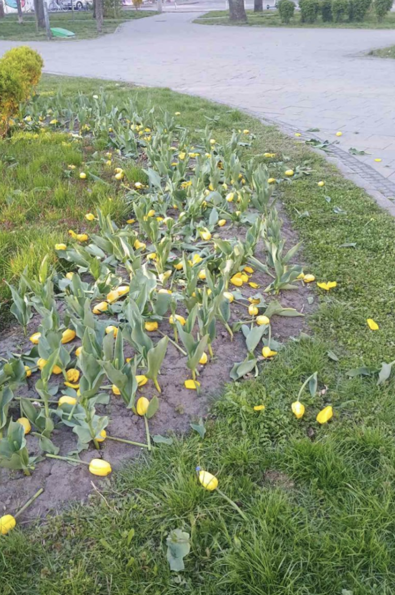 Фото до матеріалу: У Києві невідомі знищили тюльпани на клумбах у кількох районах