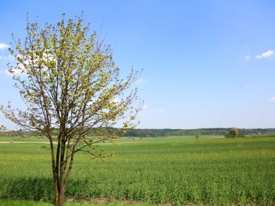 Фото до матеріалу: У росіянина забрали землю на Уманщині