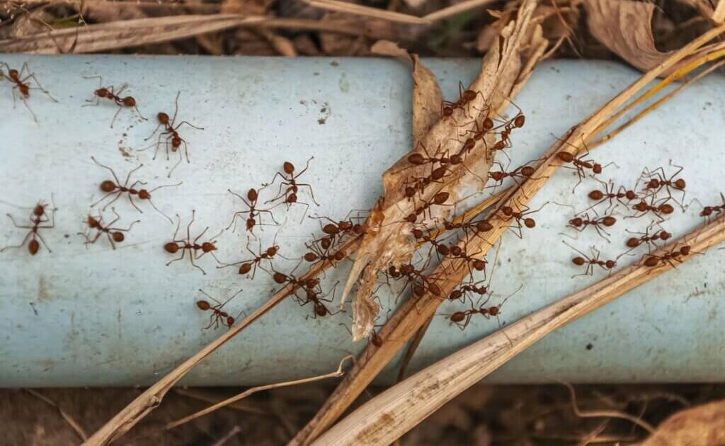 Фото до матеріалу: Натуральні способи захисту городу від мурах: поради садівникам