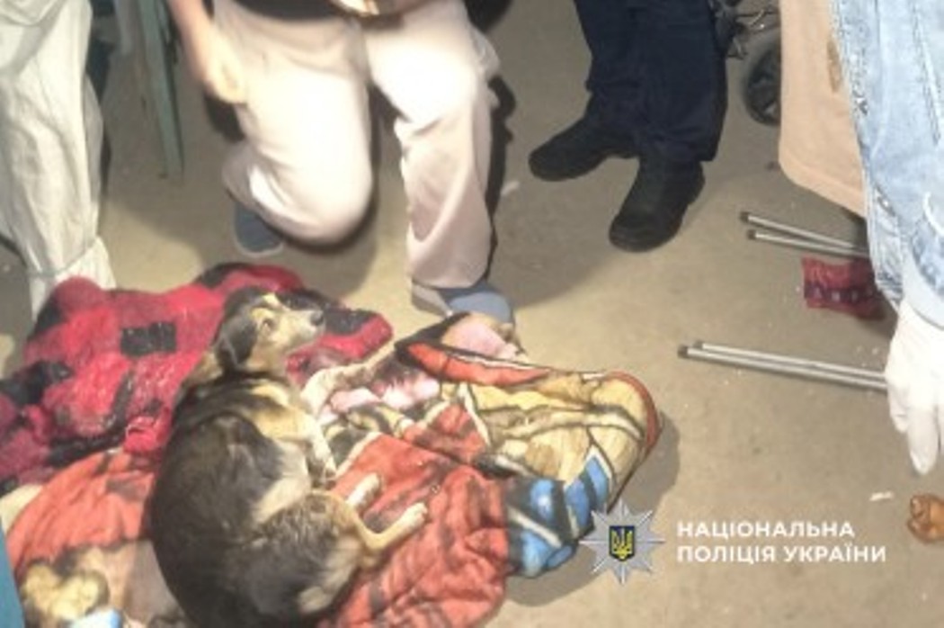 Фото до матеріалу: У Білгород-Дністровському районі чоловік стріляв у сусідського пса: поліція відкрила кримінальне провадження