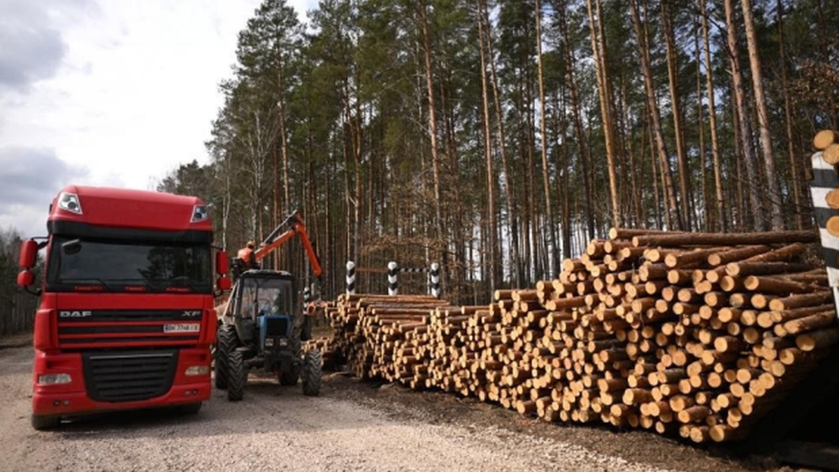 Фото до матеріалу: Ліси України втретє за історію: рекордні надходження до бюджету під керівництвом Юрія Болоховця