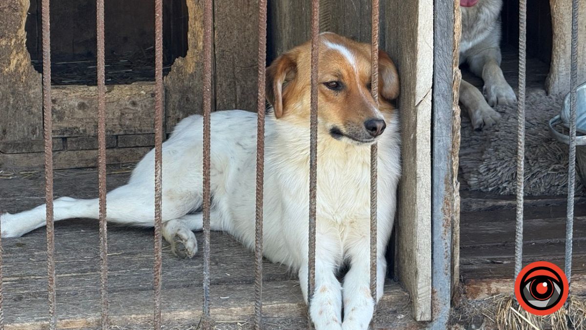 Фото до матеріалу: У Калуші безкоштовно стерилізують собак: записатися потрібно до 4 травня