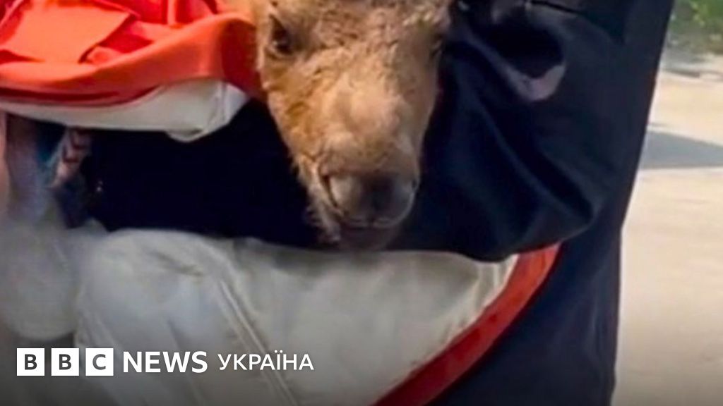Фото до матеріалу: У Чорнобильському лісі врятували маленького лося під час пожежі