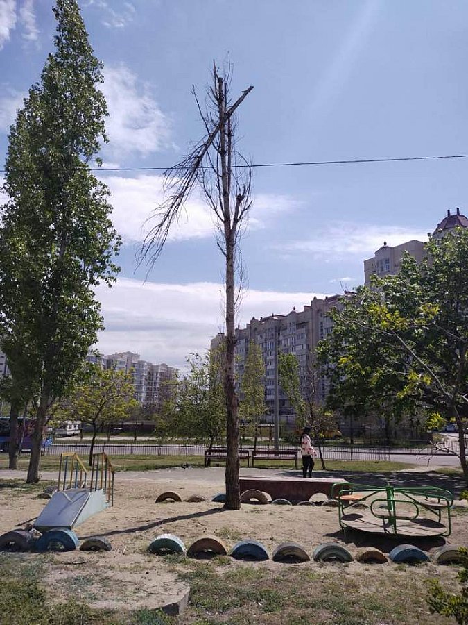 Фото до матеріалу: Миколаївці масово скаржаться на сухі дерева: бояться негоди та деревопаду